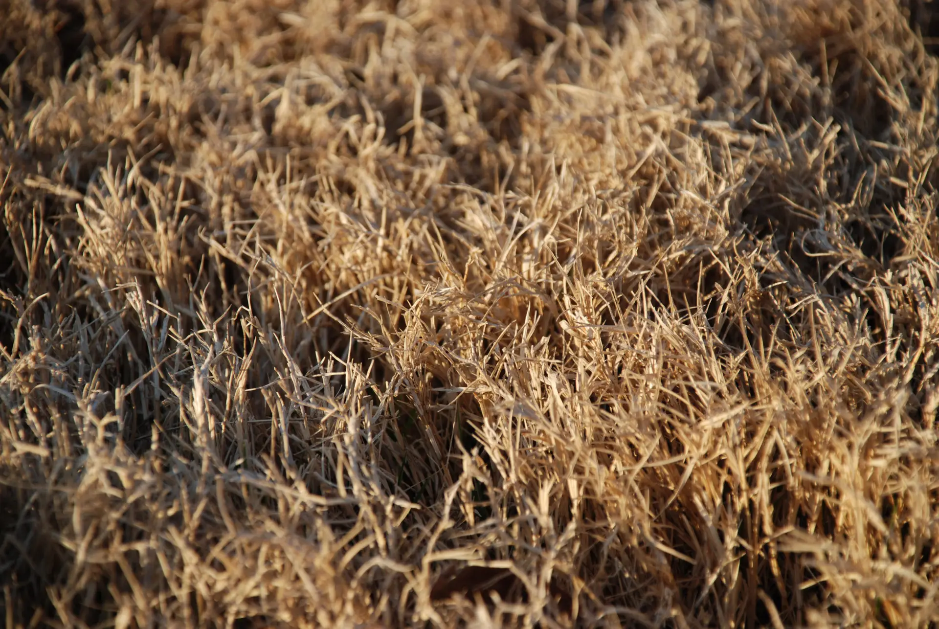 Genesis Sod Farm Physics of Dormant Indiana Sod