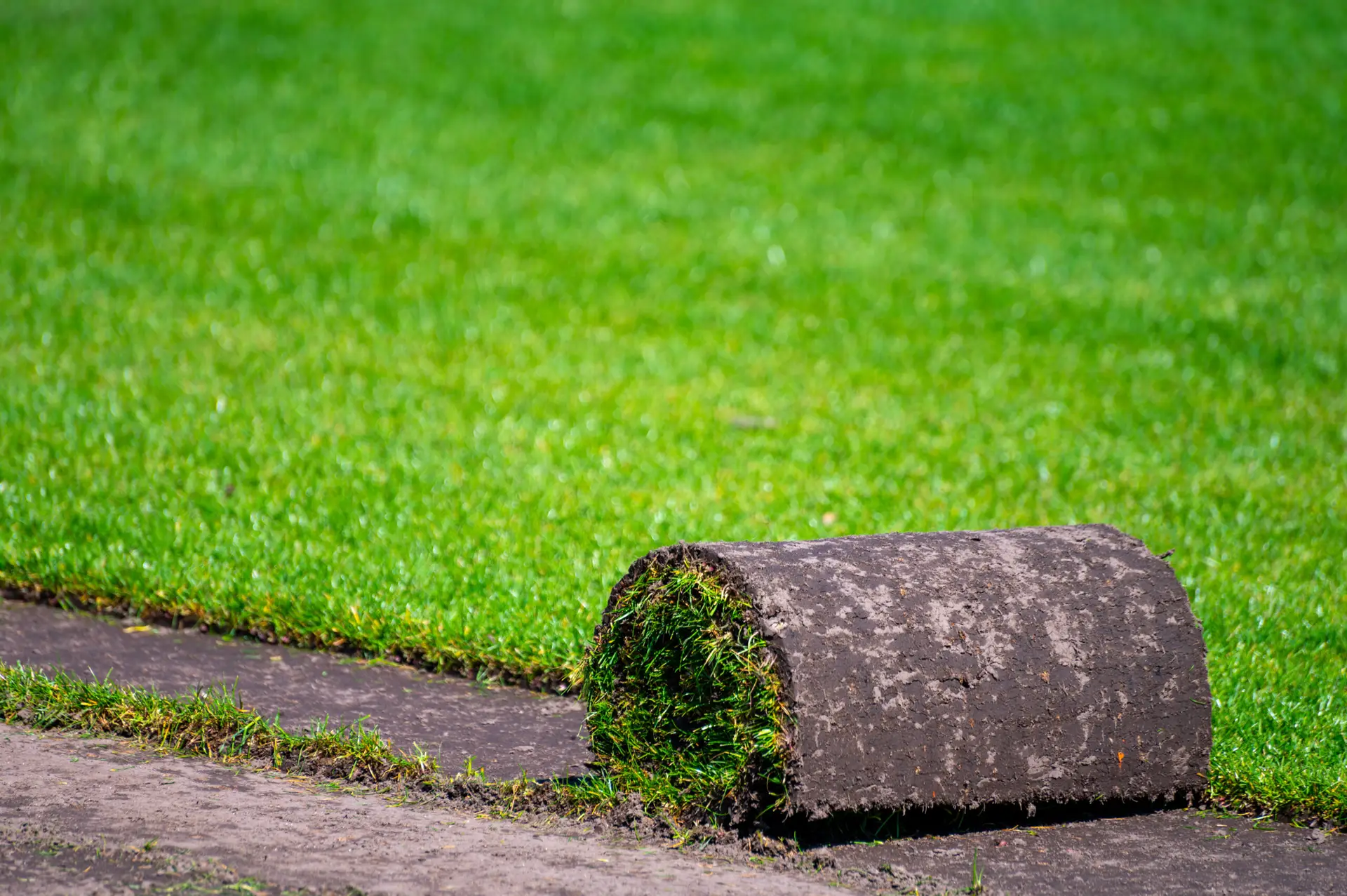 Is Fescue a Warm or Cool Season Grass?