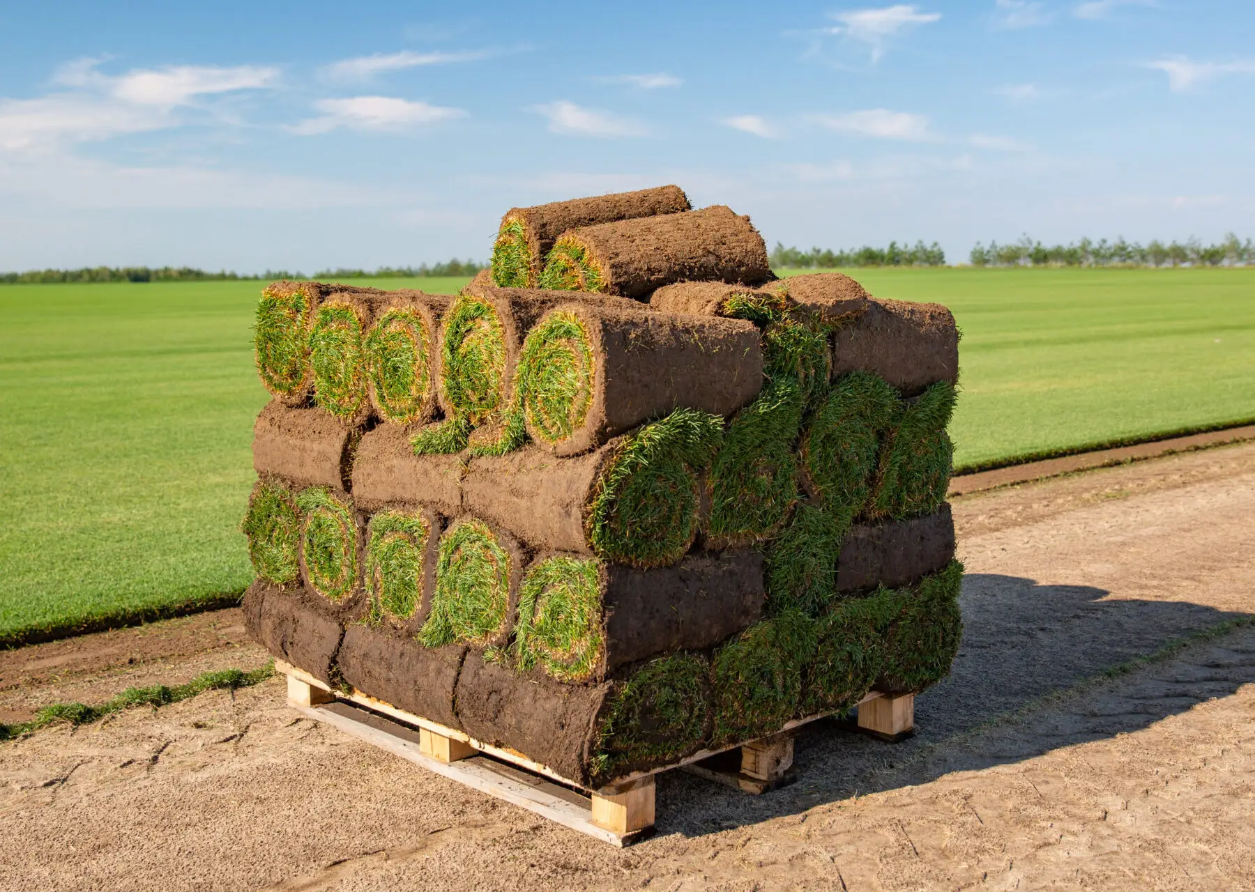 Purchase Sod