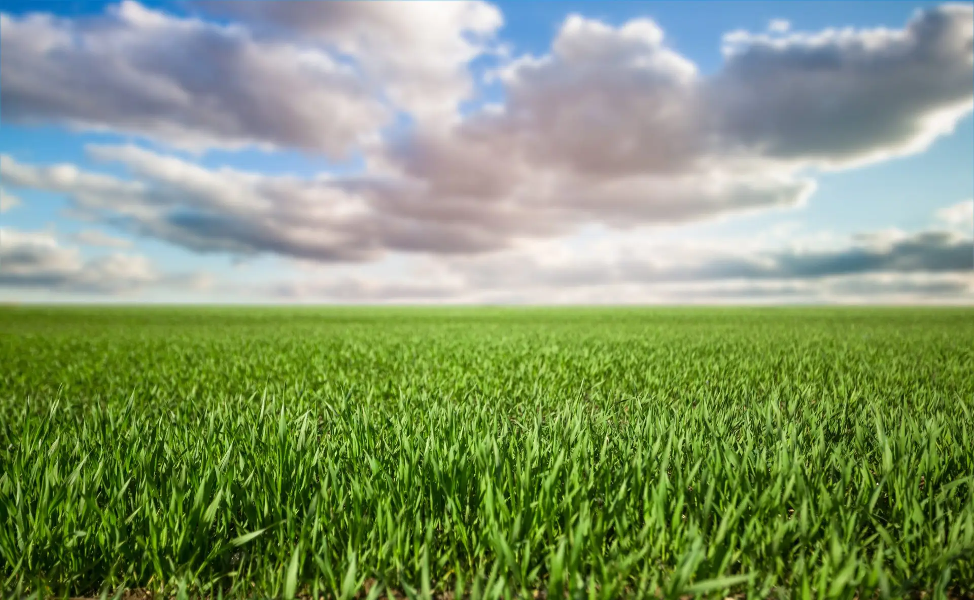 Sodding Company Indianapolis: A Guide to Achieving the Perfect Lawn