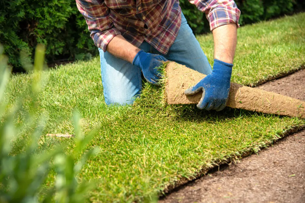 Sod Installation