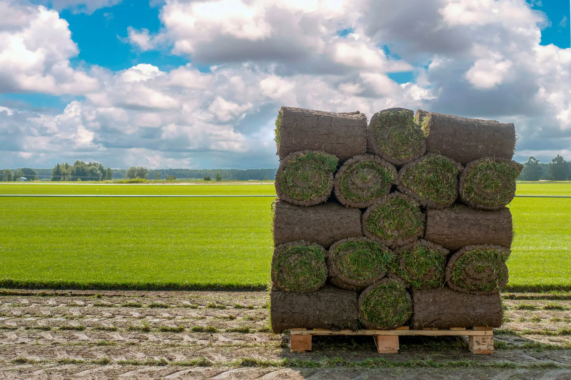 Where to Buy High-Quality Sod Grass Rolls in Indianapolis