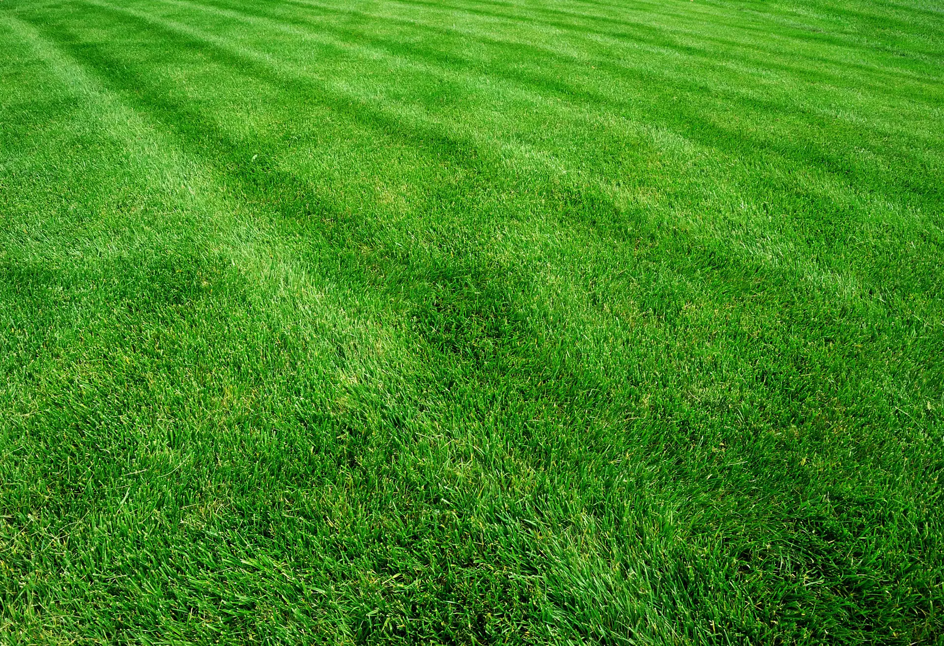What Type of Sod Is Best for Indianapolis Lawns?