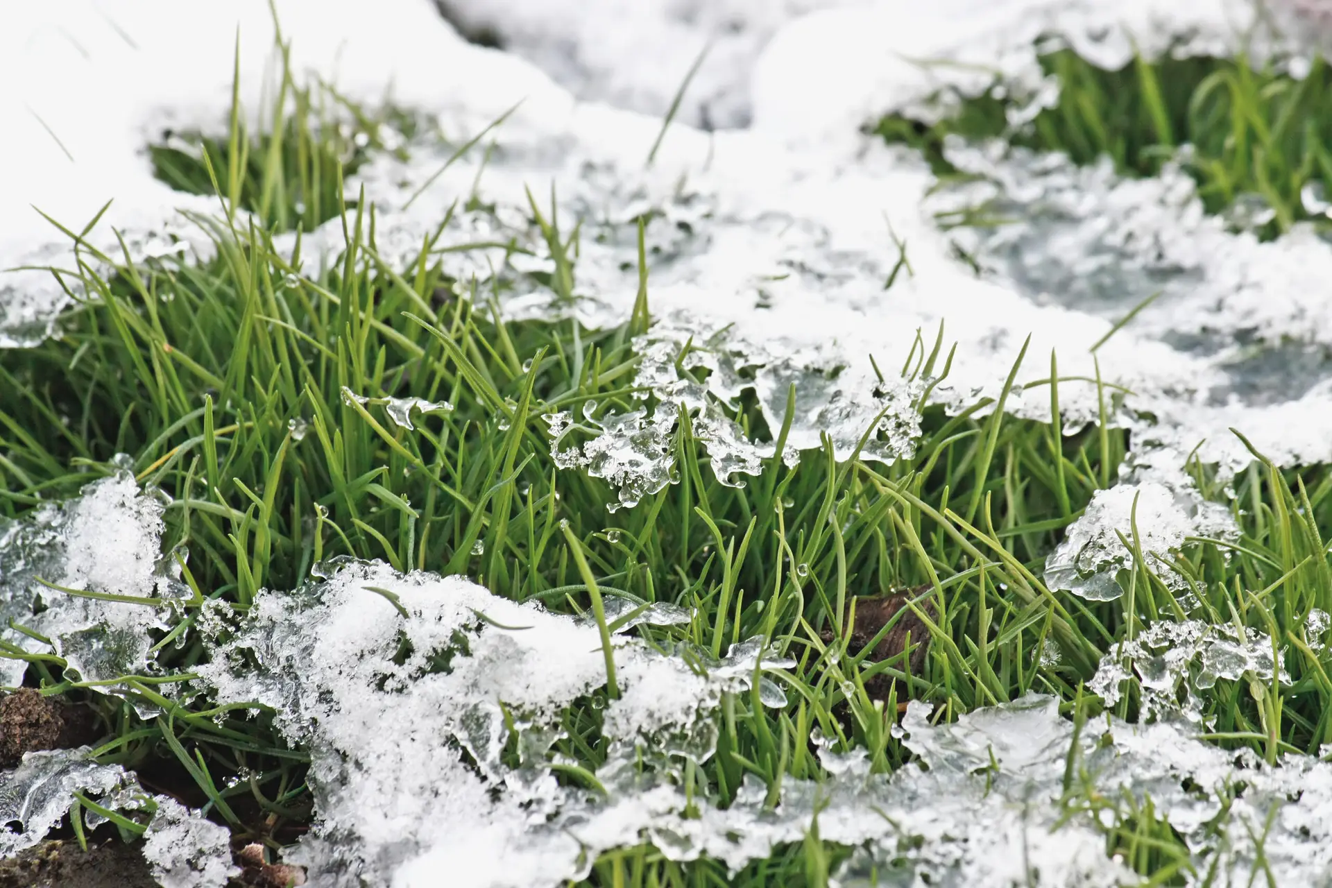 Laying Sod in Winter: Green Thumb or Cold Mistake?