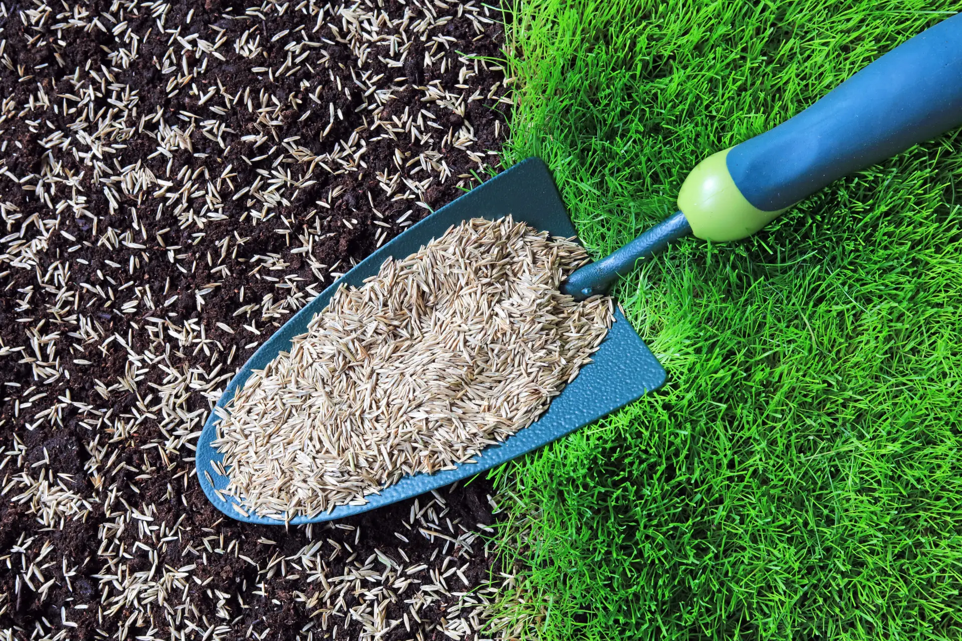sod vs seed